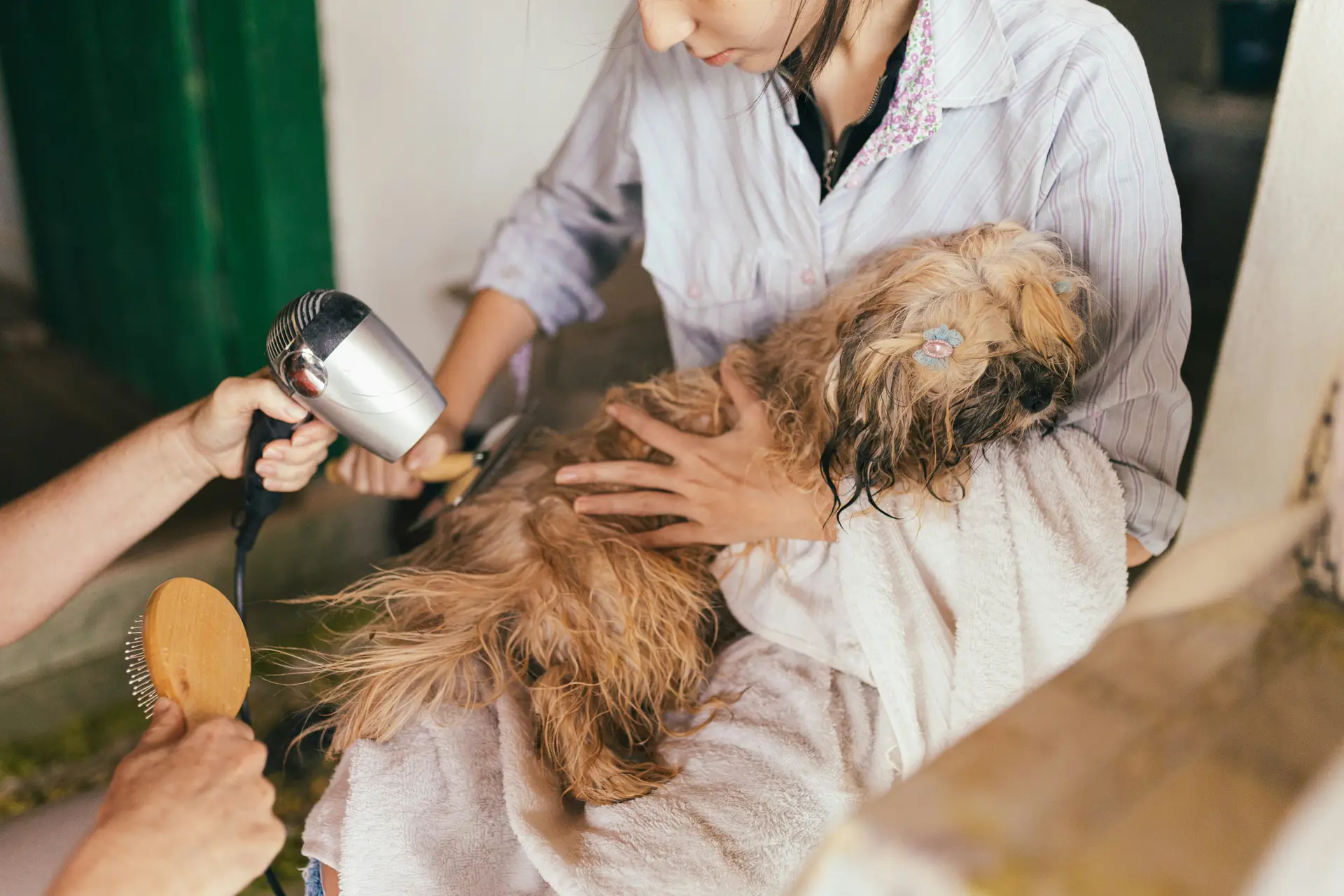 How to choose the right groomer for your pet?