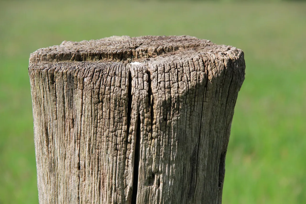 The aesthetic appeal of chestnut fence posts in outdoor decor