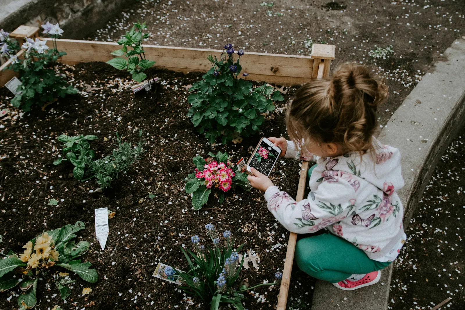 Pictures of the Garden
