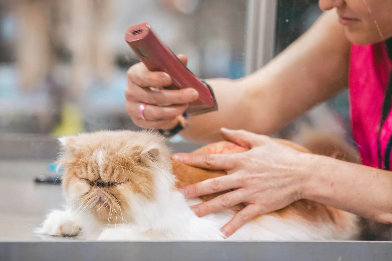 A cat being groomed during a live competition at a grooming show. 