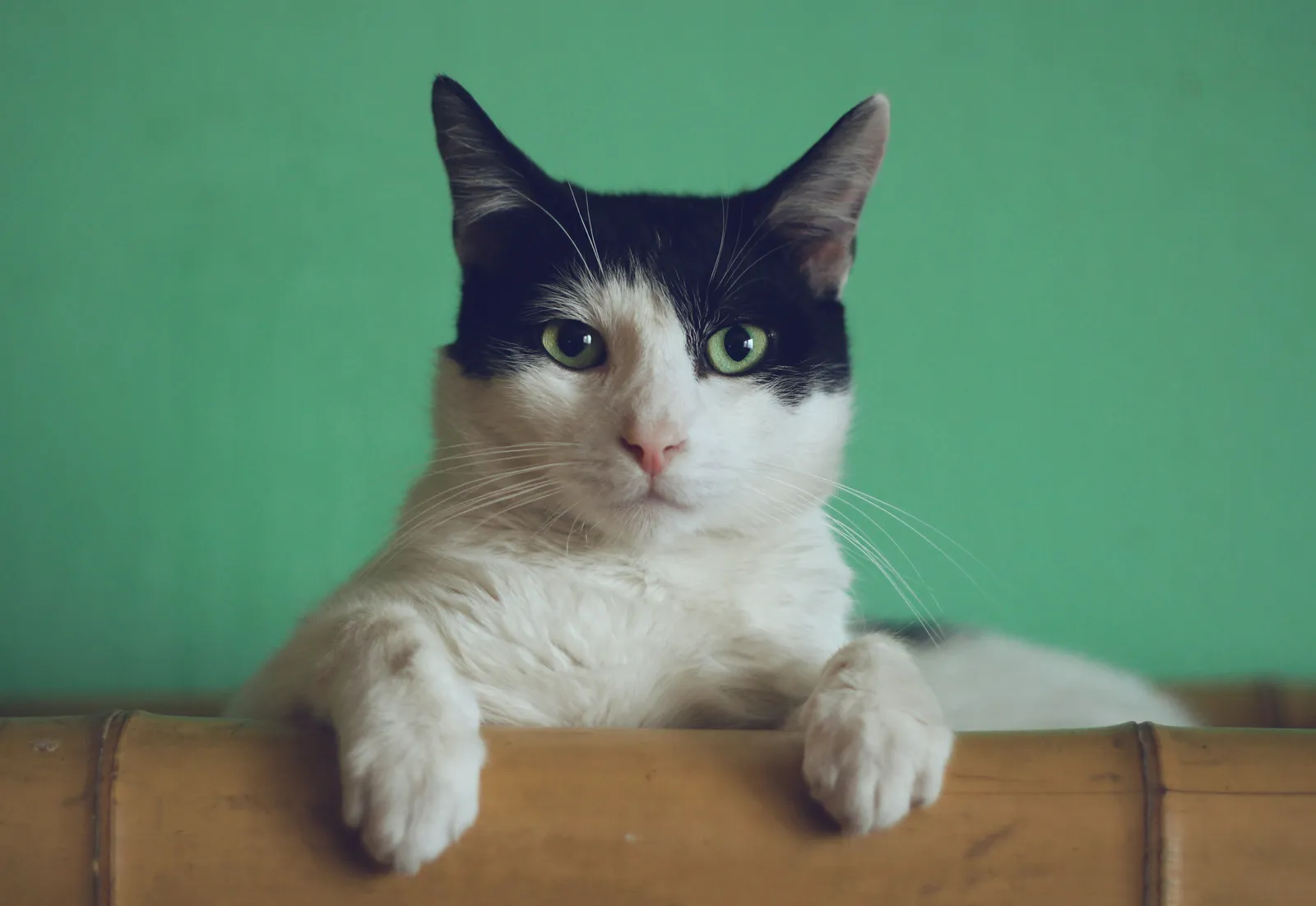 How to decipher your cat's body language?