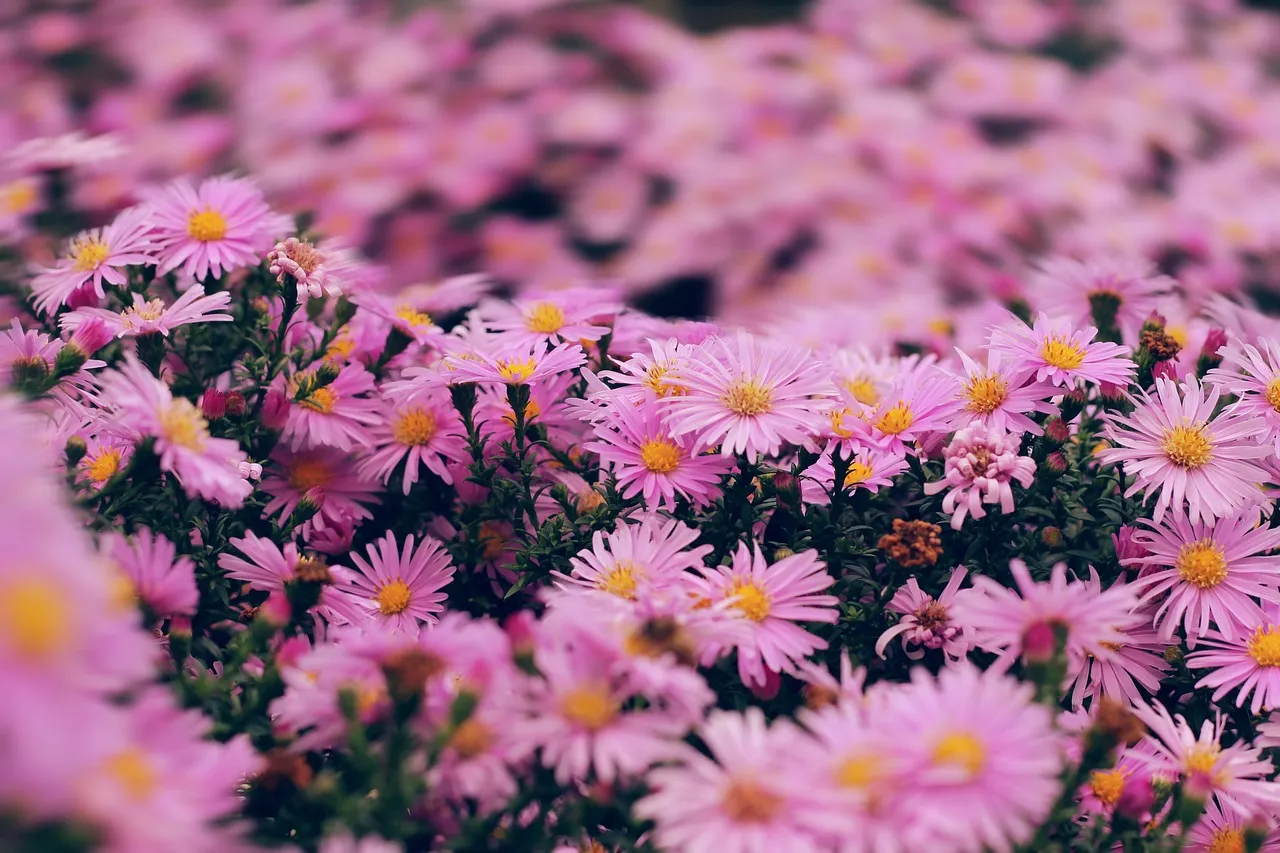 Choosing the perfect garden flower for your soil type